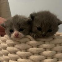 Nova & Kasimir